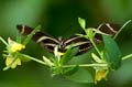 040 Zebra-Falter - Heliconius charitonius